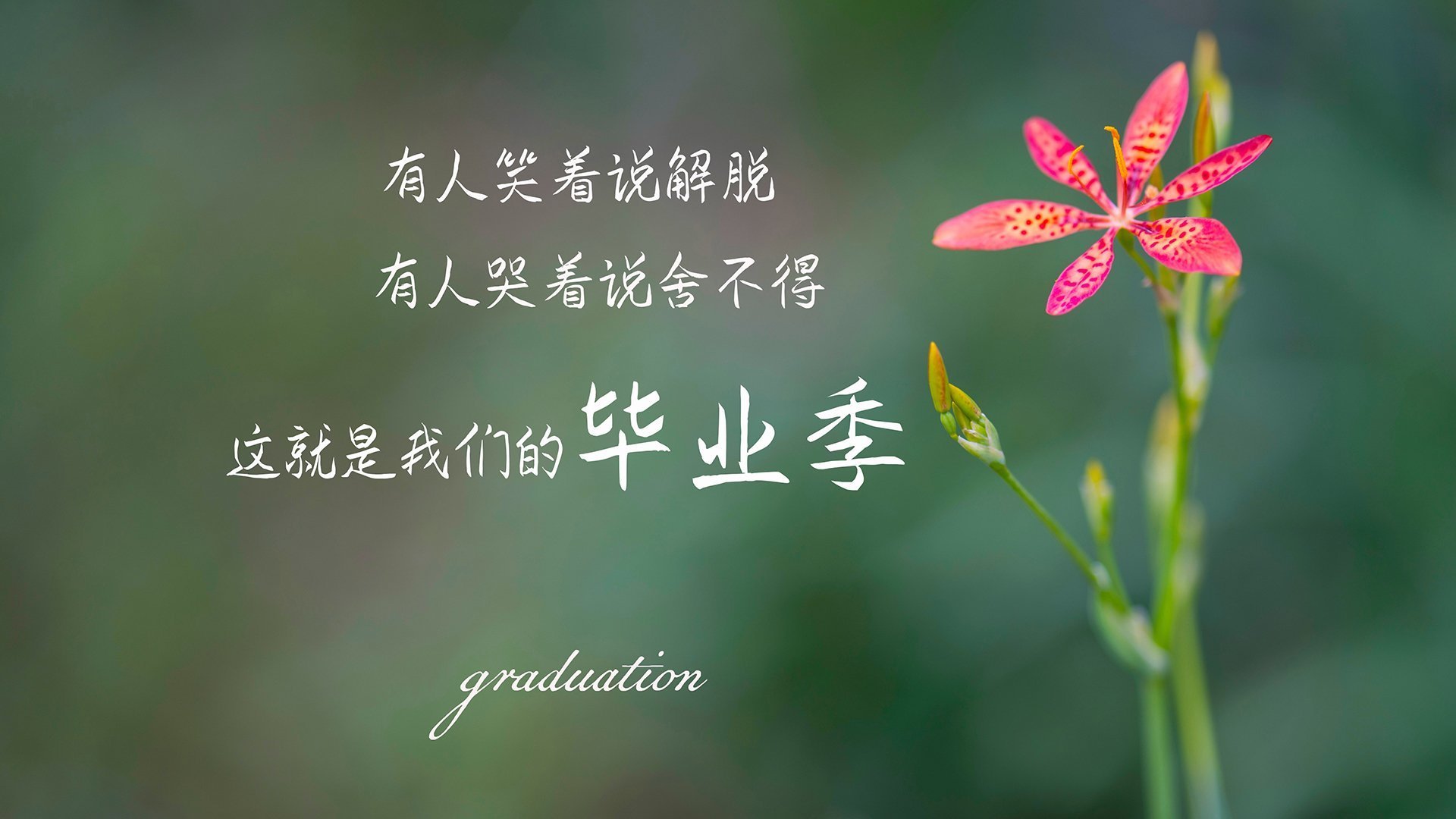 国际赛事上，威尔士队的表现吸引媒体焦点，威尔士队实力