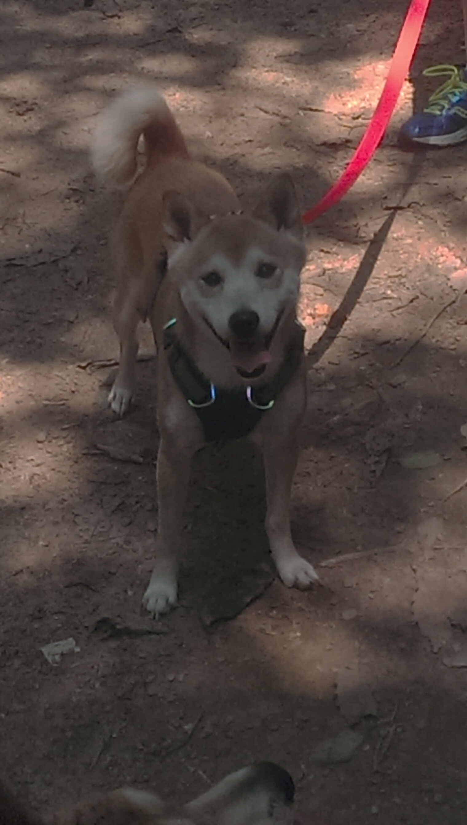 fb体育官网-马拉维女篮在非洲锦标赛中夺冠，体育运动逐步崛起，南非女足对马拉维女足